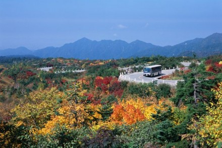 【弥陀ヶ原】黄と赤のコントラストが美しい紅葉シーズン。見ごろは9月下旬ごろ。